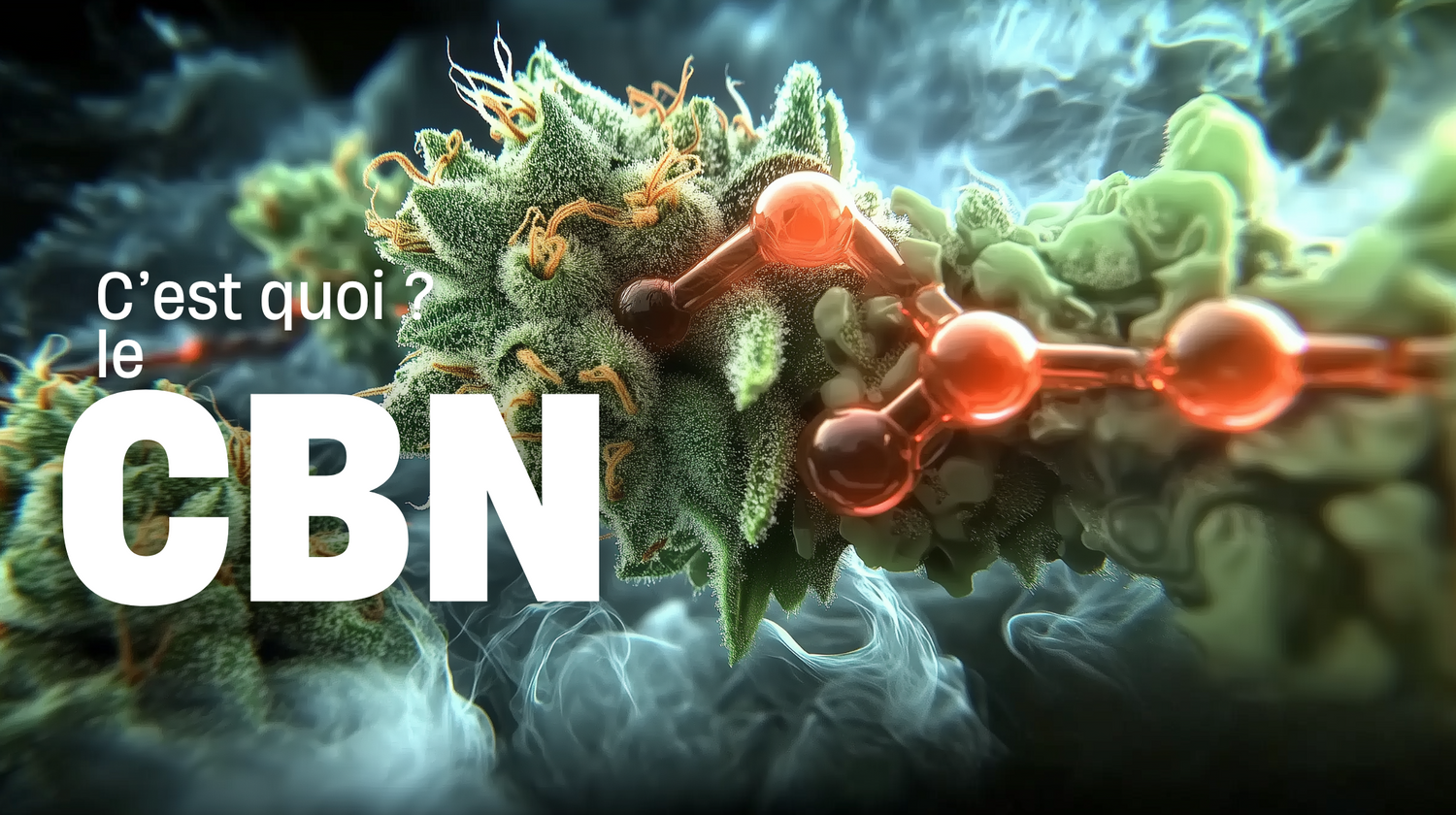 Miniature de l'article de blog : C'est quoi le cbn ? - Megadose