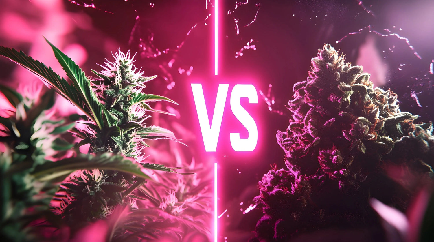 Sativa-ou-Indica-Quelle-Fleur-de-CBD-Choisir SUNDGOCBD