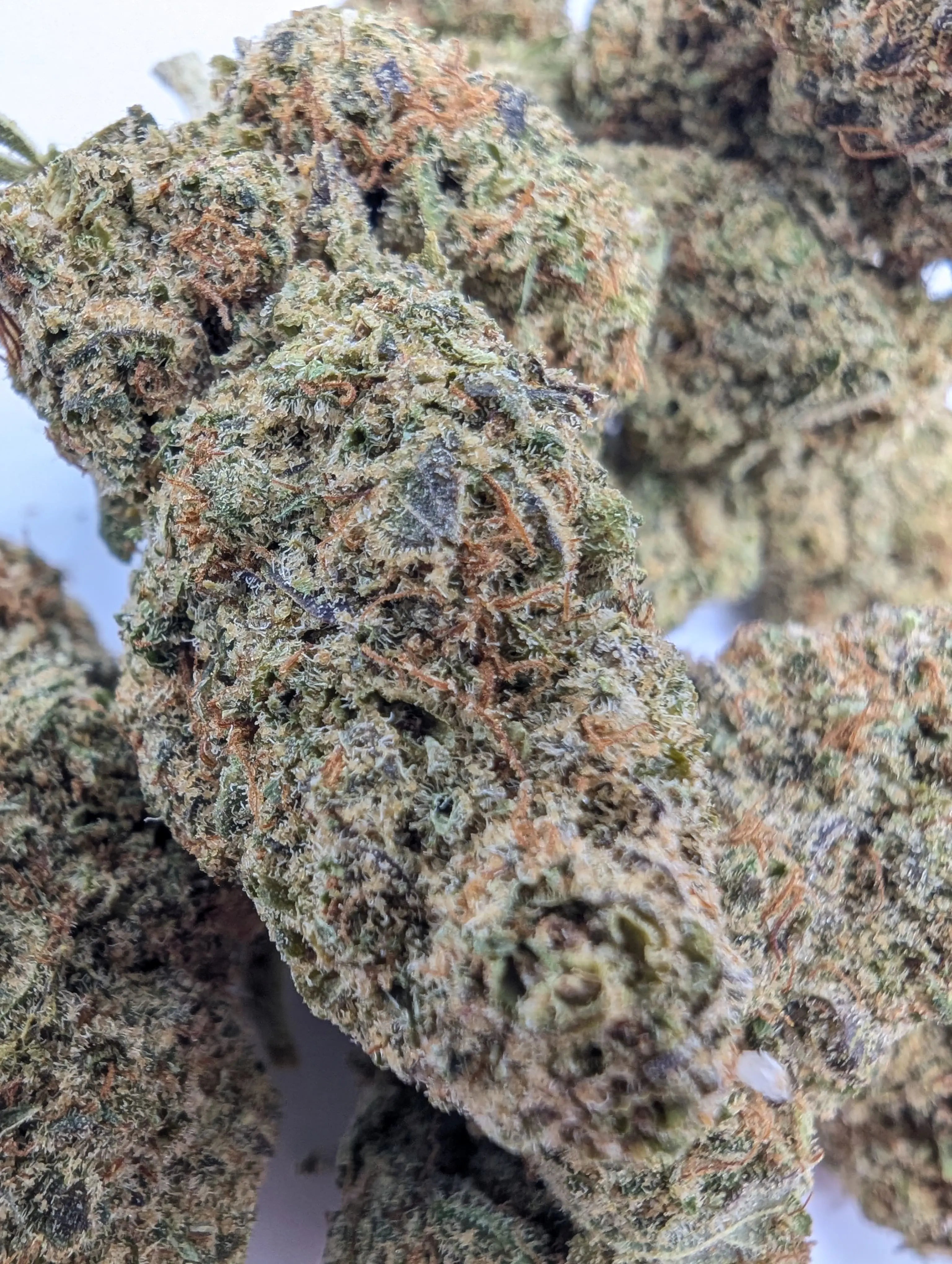 Bubble Gum 🍬 Megadose