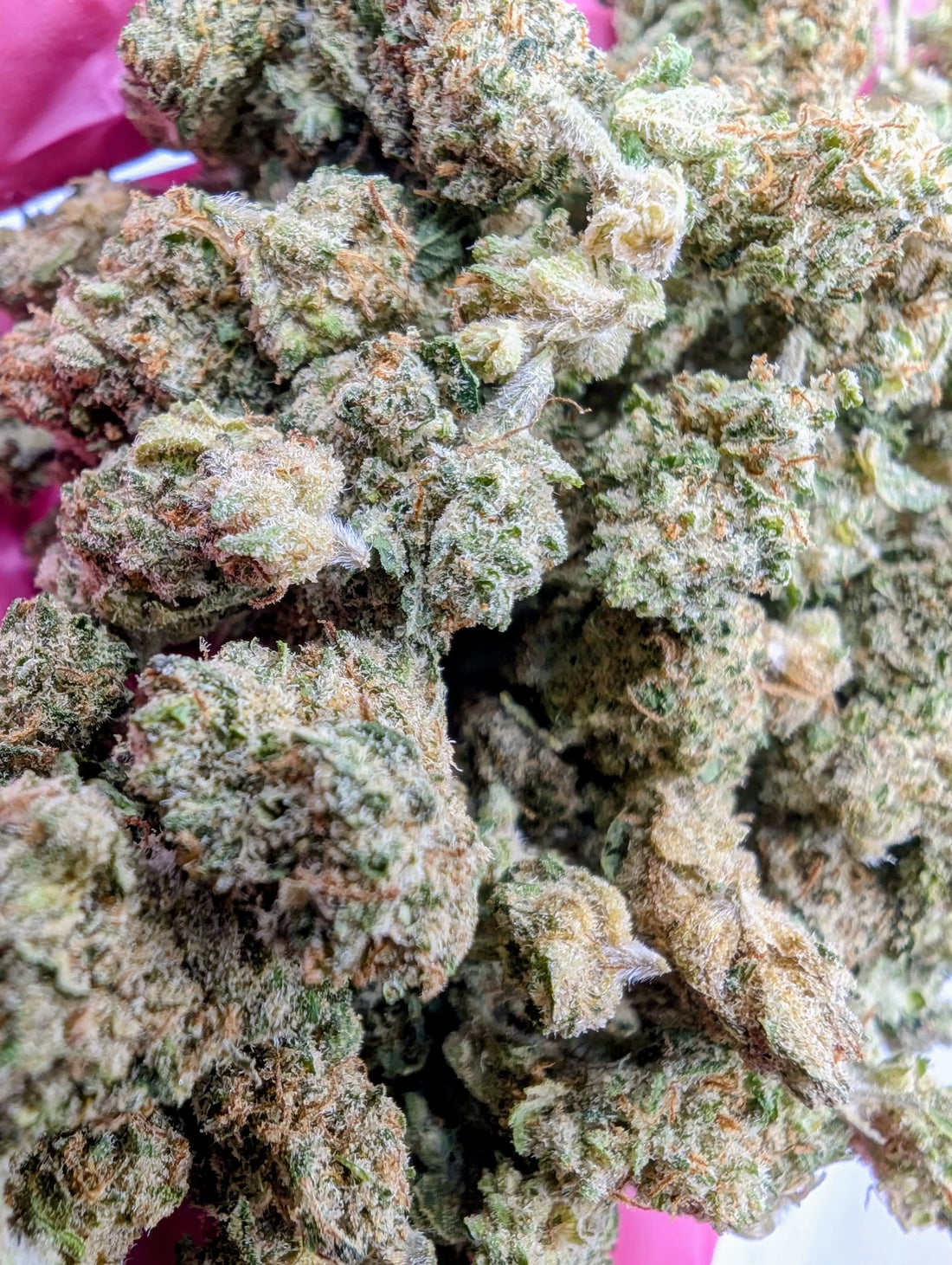 CRITICAL SB ❤️🔥 Megadose