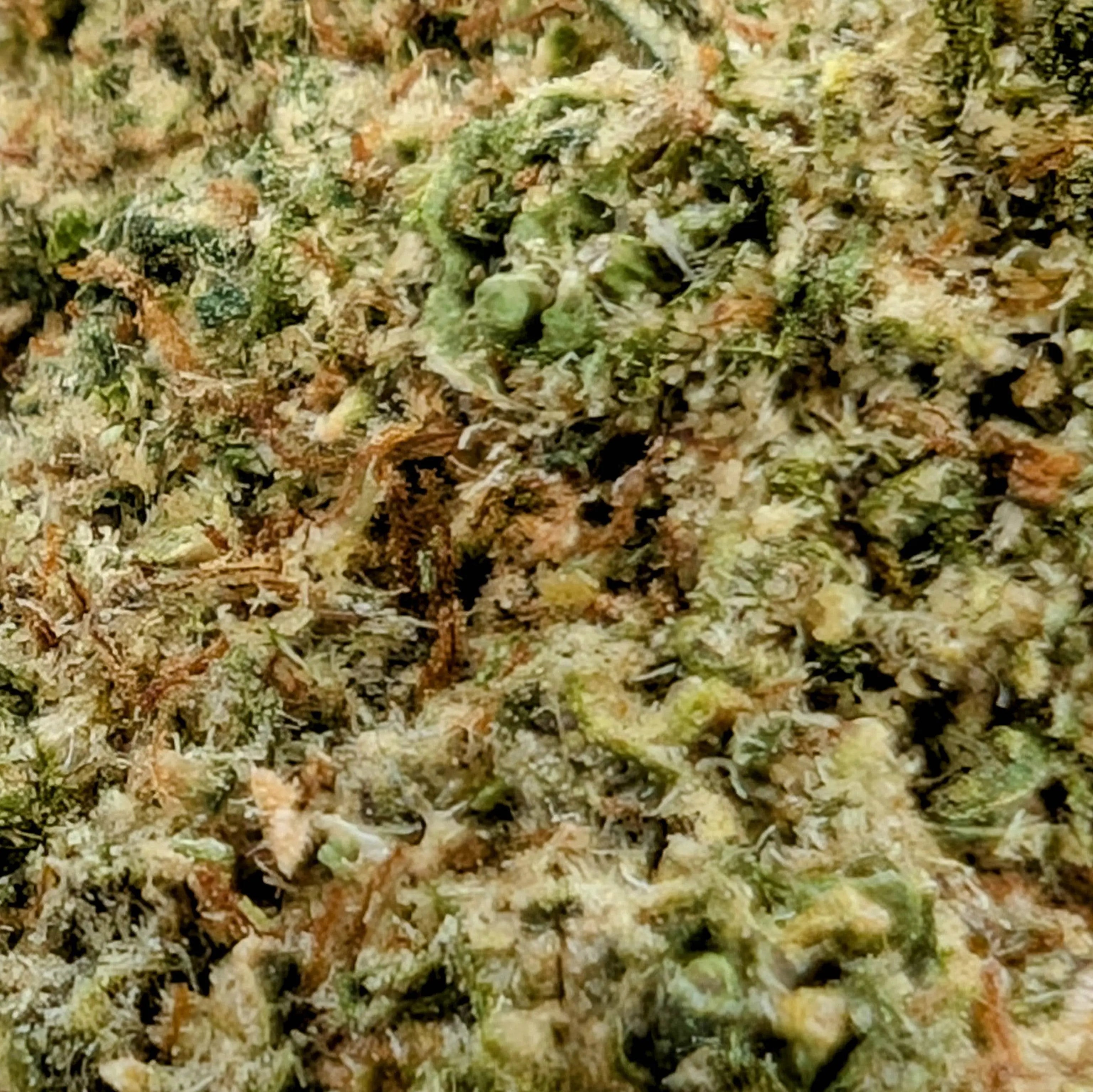 JACK HERER MEGADOSE