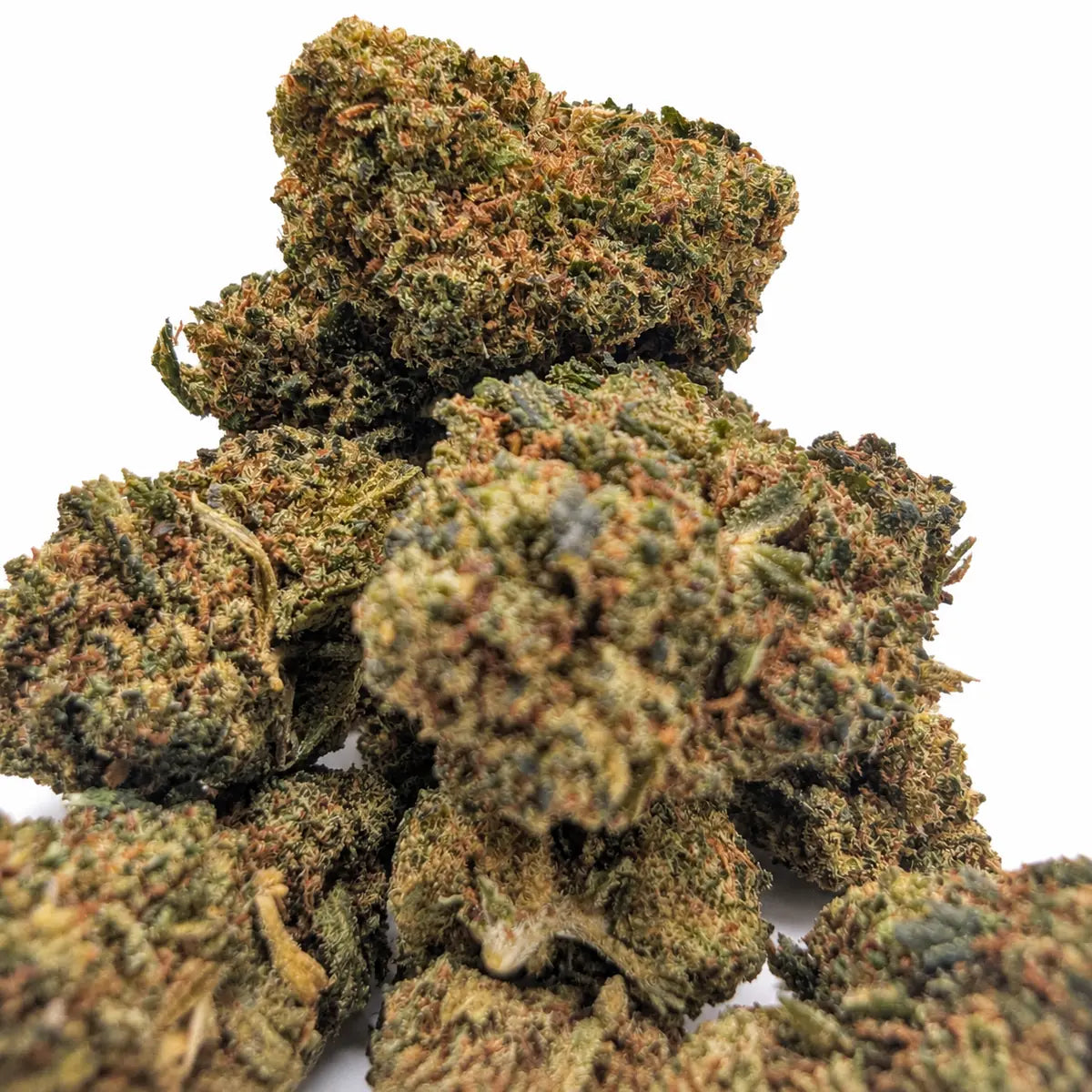 Gros plan sur les fleurs Candy 40 % NL-1 Glasshouse – Megadose