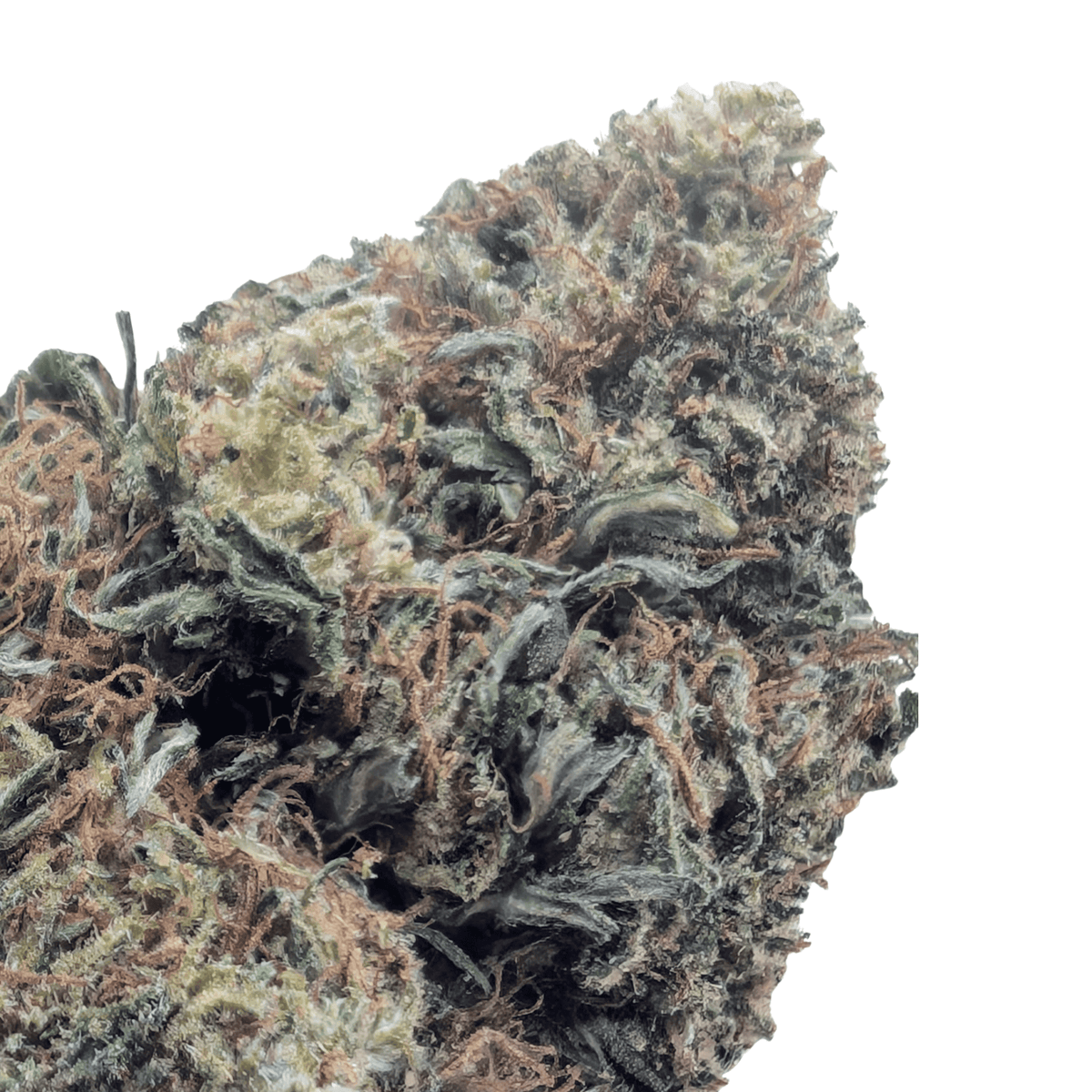 GORILLA CHEESE NL-1 🧀