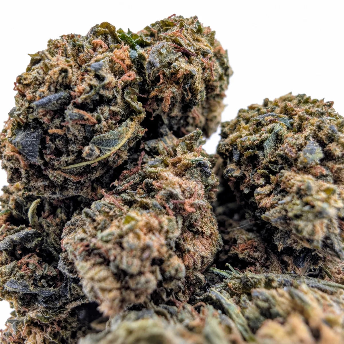 Gros plan des fleurs Lemon Octane NL-1 Greenhouse, aux pistils orangés.