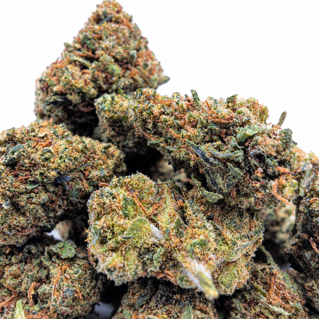 Gros plan sur les small buds Orange Cookies Indoor NL-1 40 %