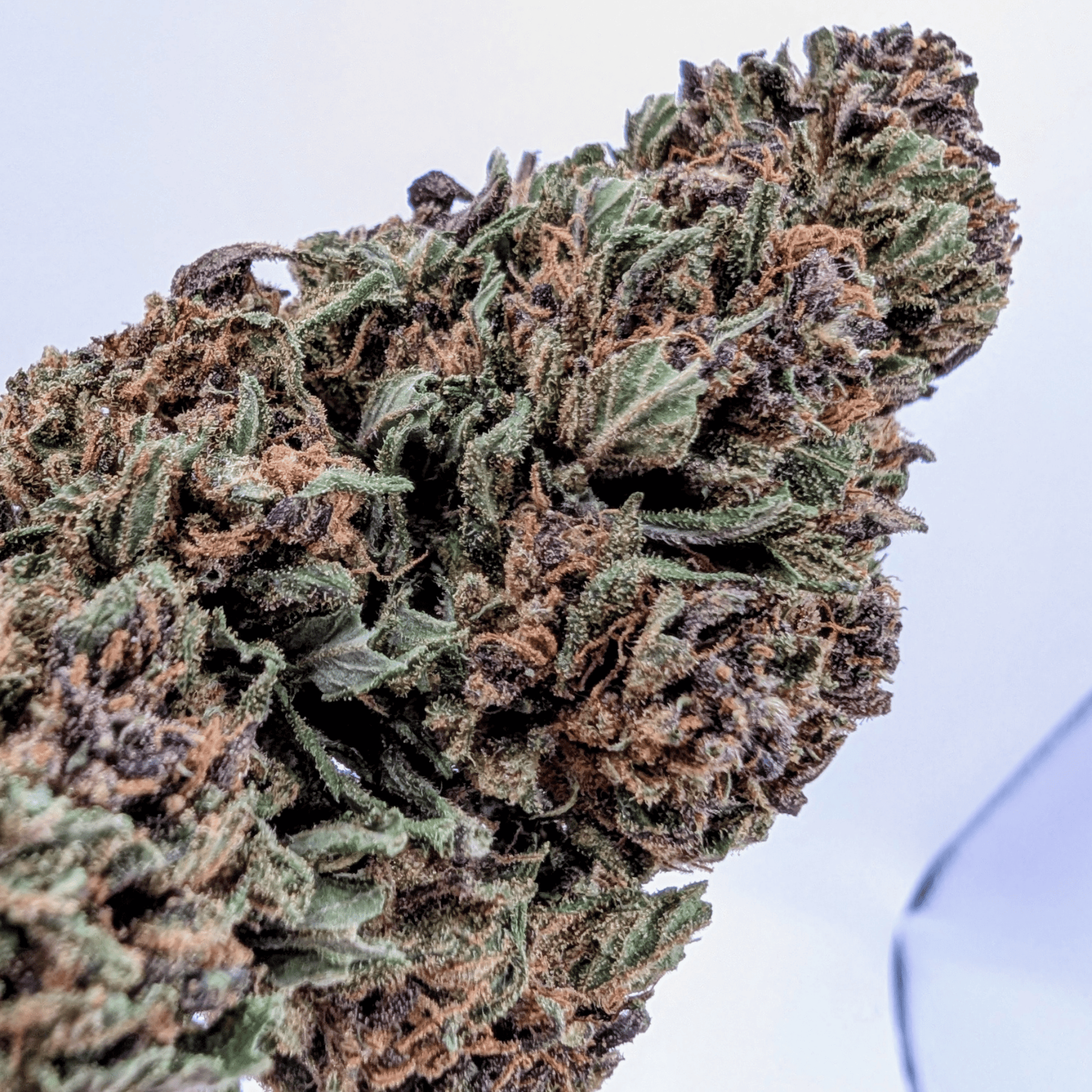PINK BERRY CBD - photo 2