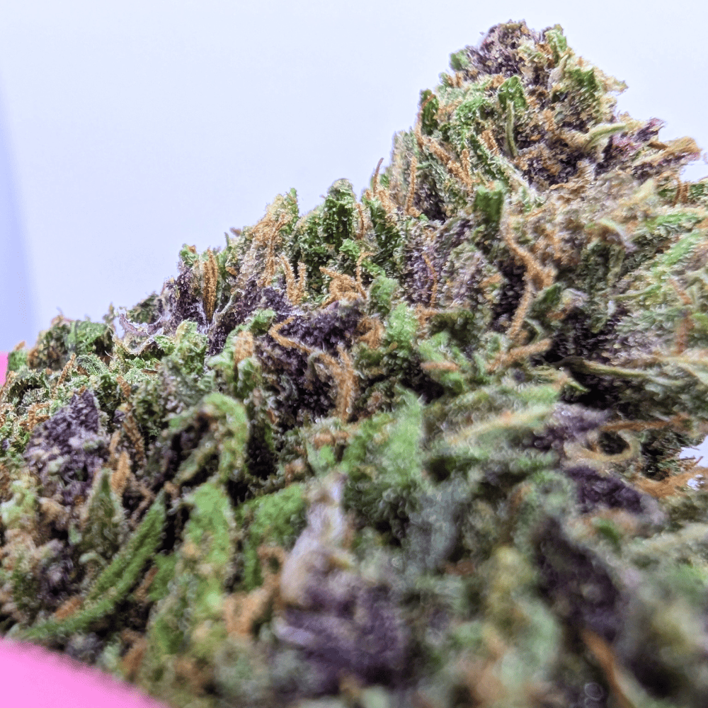Runtz 40% NL-1 indoor US macro sur fleur dense aux détails résineux et pistils orangés