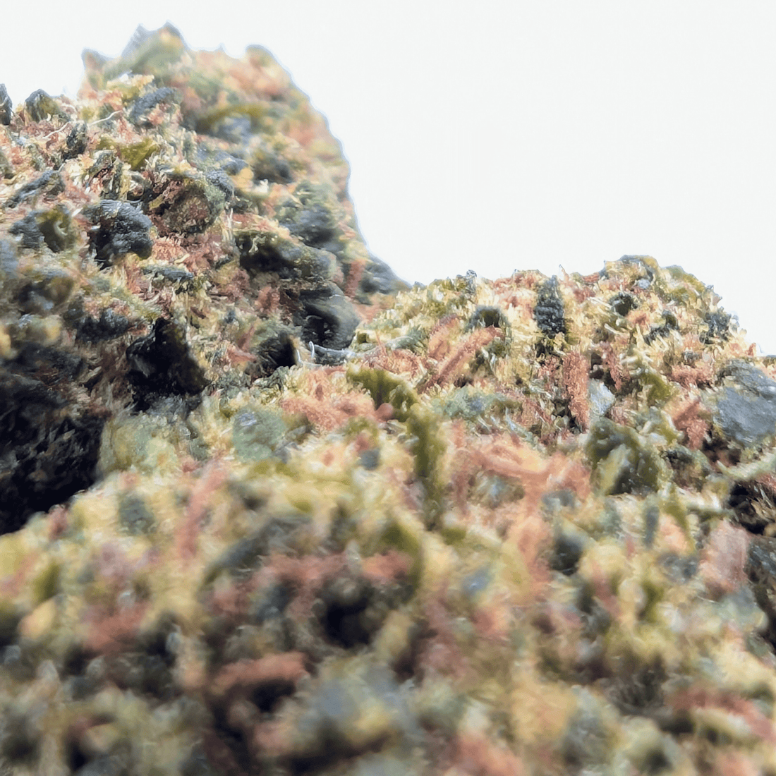 SUGAR BOMB NL-1 — 40% NL-1
