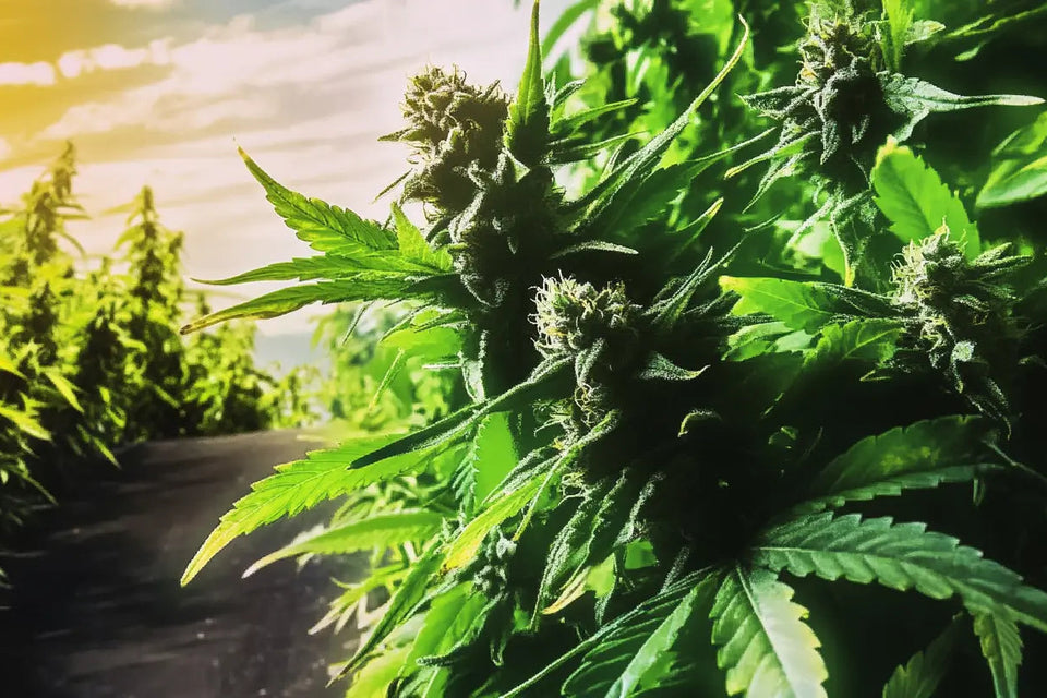 Culture de cannabis CBD vs THC - Megadose