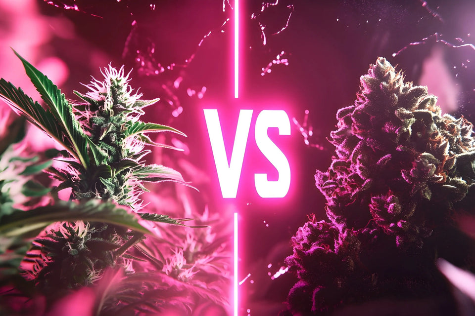 Sativa-ou-Indica-Quelle-Fleur-de-CBD-Choisir SUNDGOCBD