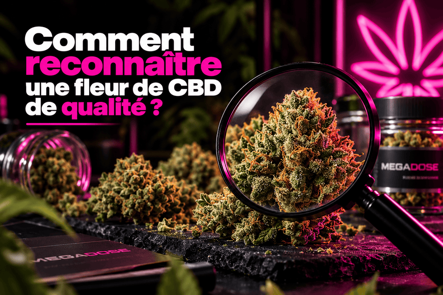 Fleur de CBD observée à la loupe pour reconnaître les critères de qualité