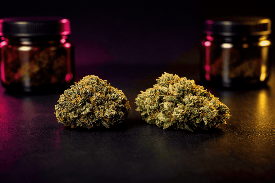 Comparaison de deux fleurs CBD de qualité, une indoor dense et une greenhouse plus naturelle, posées sur fond sombre avec pots en verre floutés en arrière-plan