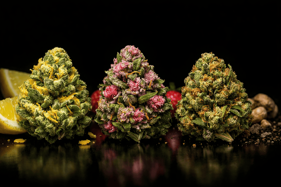 Comparaison de trois fleurs CBD aux profils aromatiques différents : citronné, fruité et terreux, photographiées sur fond noir pour illustrer le choix d’une fleur CBD selon le goût.