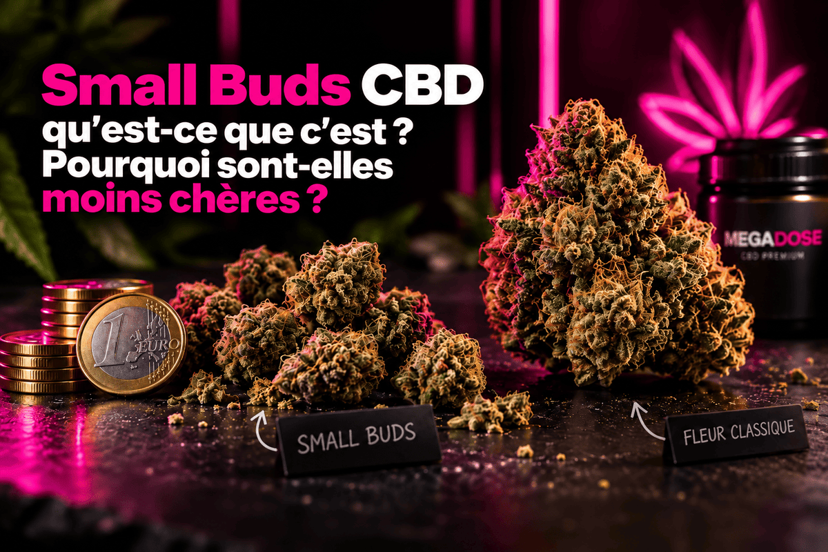 Small Buds, Mid Buds et grosses têtes : qu'est-ce qui change vraiment ?
