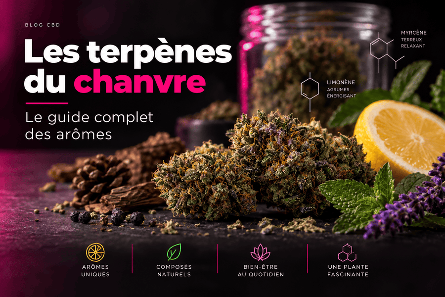 Terpènes du chanvre — guide des arômes et profil aromatique