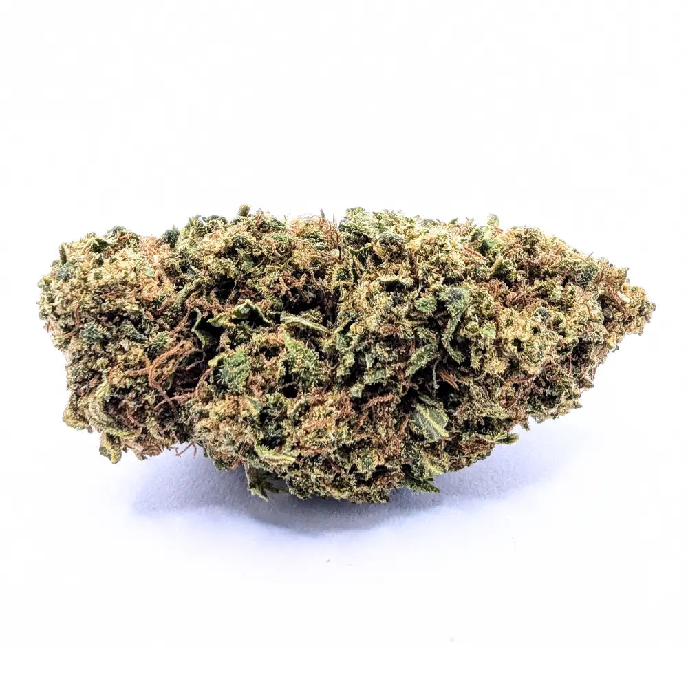 AMNESIA 🧠 Megadose