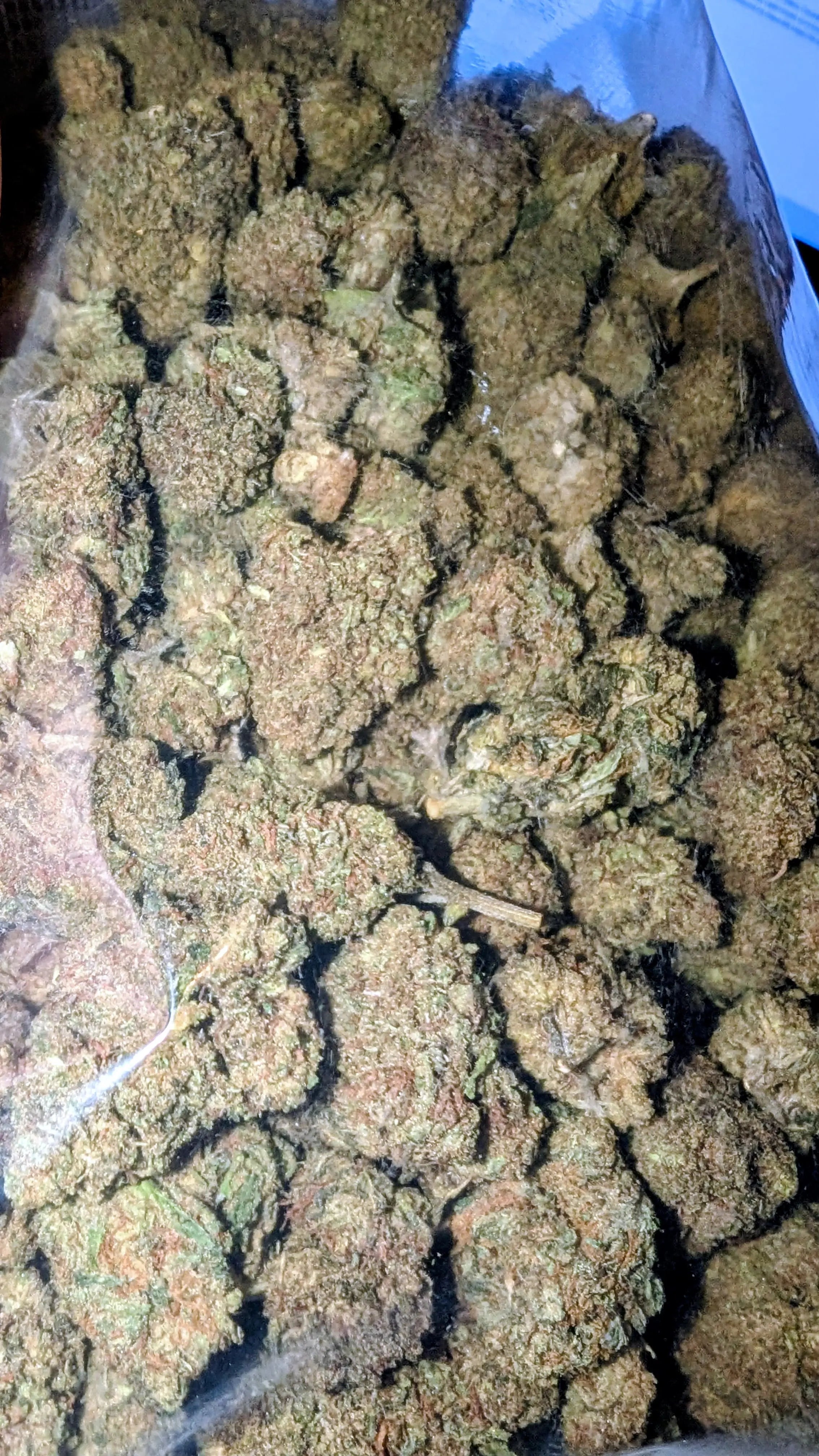 CRITICAL BERRY 🫦 Megadose