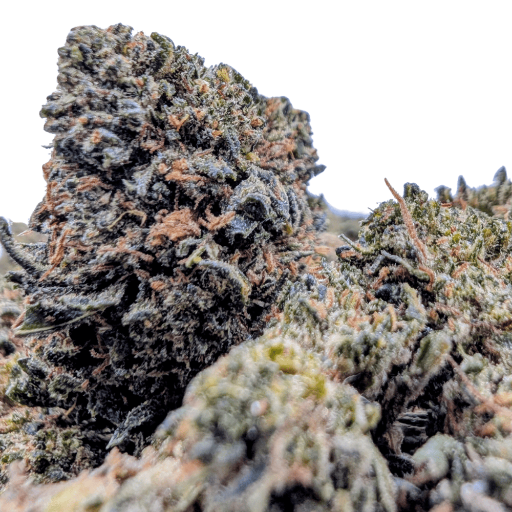 JACK HERER 40% NL-1 🦕