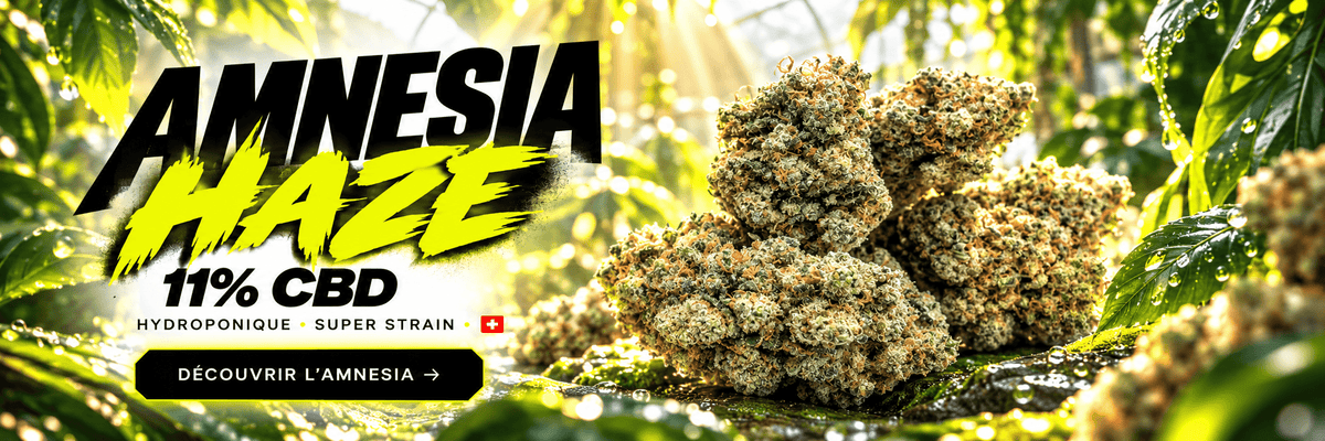 Amnesia Haze CBD 11 %, fleur hydroponique suisse Super Strain