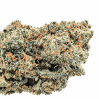 Gros plan des fleurs Amnesia Haze CBD 11 % cultivées en hydroponie en Suisse