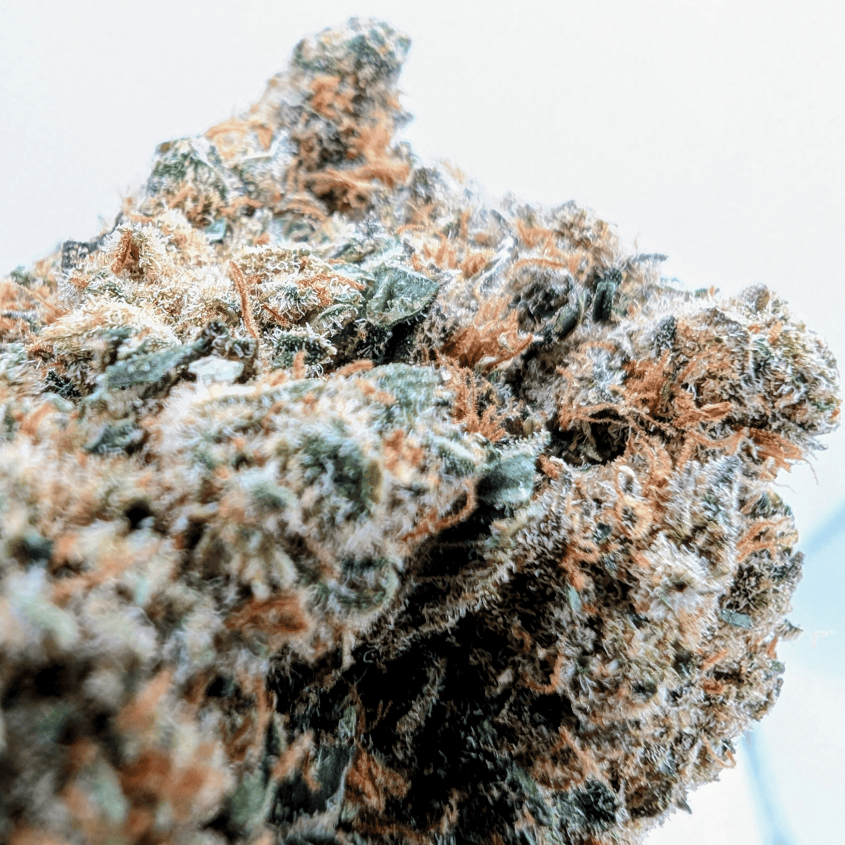 AMNESIA HYDRO CBD - photo 3