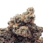 Fleur NL-1 Amnesia Haze — gros plan sur une tête