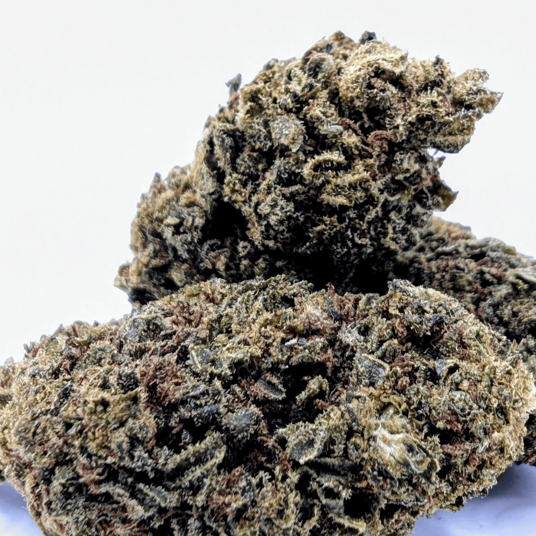 APPLE FRITTER NL-1 — 40% NL-1
