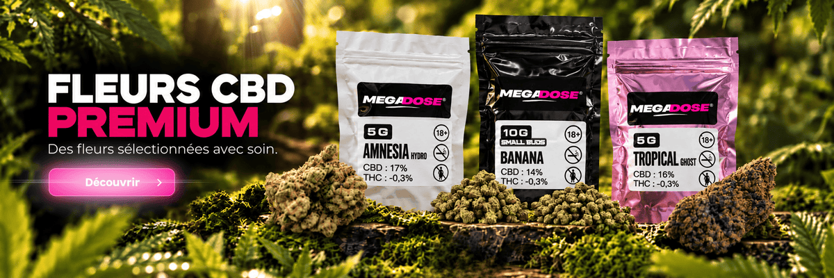 Fleurs CBD premium Megadose avec Amnesia Hydro, Banana Small Buds et Tropical Ghost