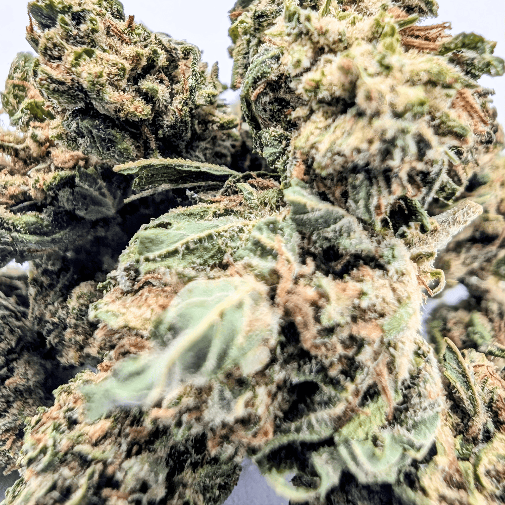 Macro de la fleur CBD Critical Berry Glasshouse 12% cultivée en Suisse