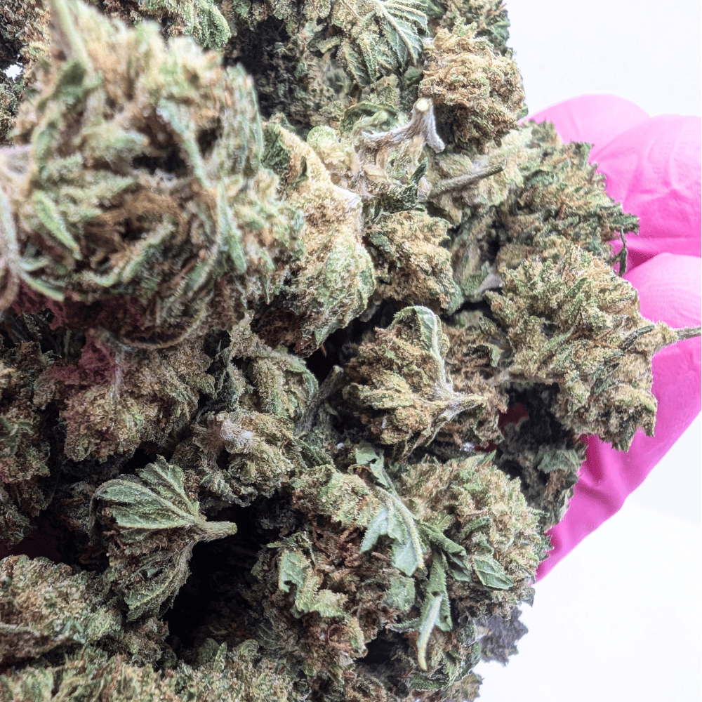 Fleur CBD Critical Berry Glasshouse 12% cultivée en Suisse, vue rapprochée
