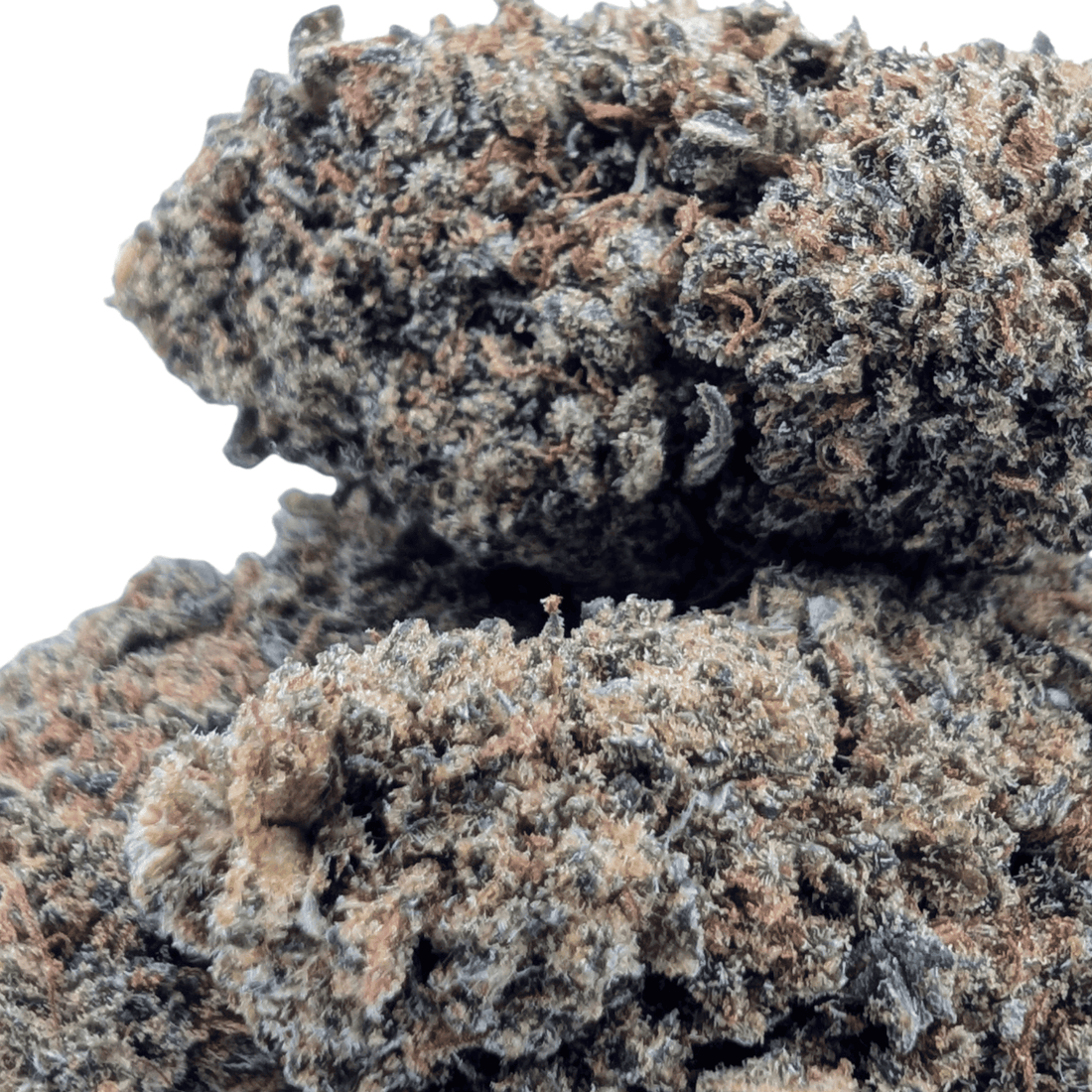 Fleur CBD Gorilla Glue — gros plan des têtes