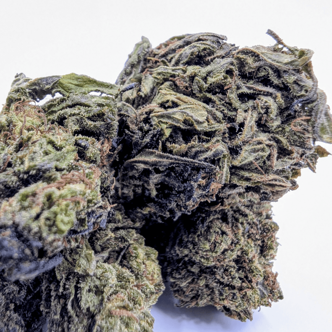 HARLEQUIN NL-1 — 40% NL-1