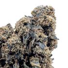 Fleur NL-1 Jack Herer — gros plan des têtes