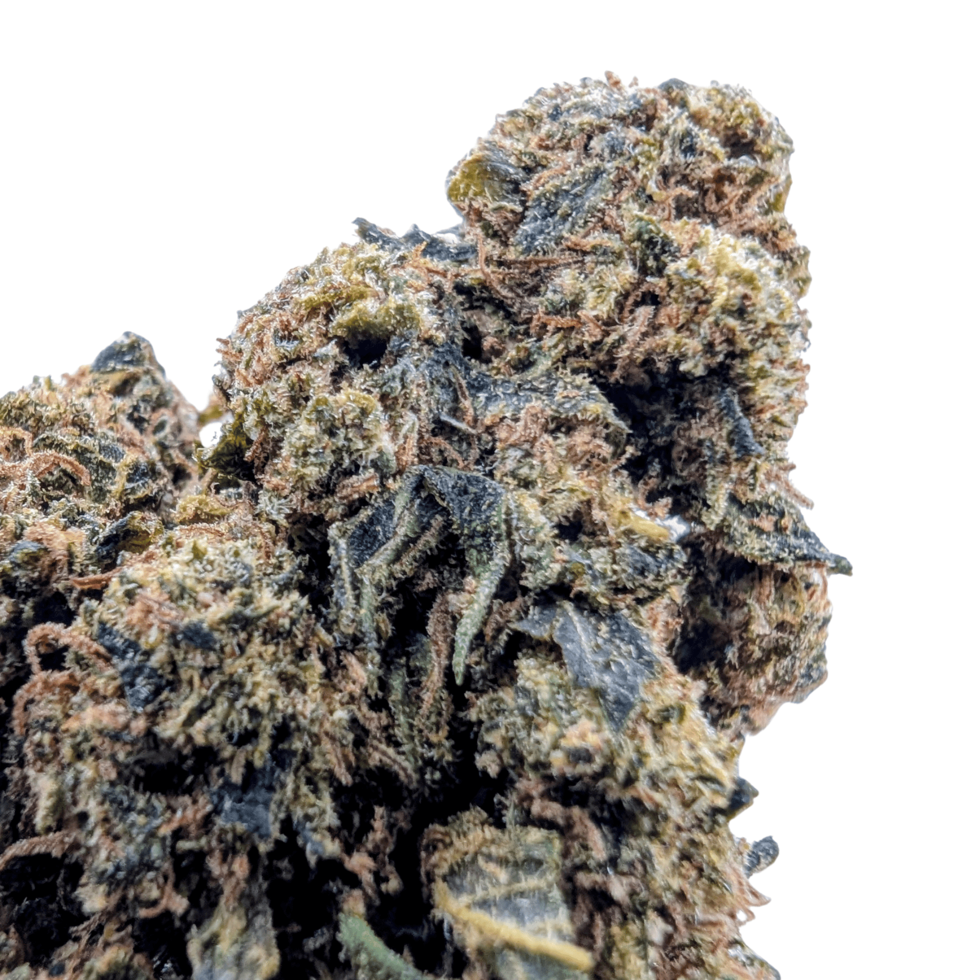 JACK HERER NL-1 🦖