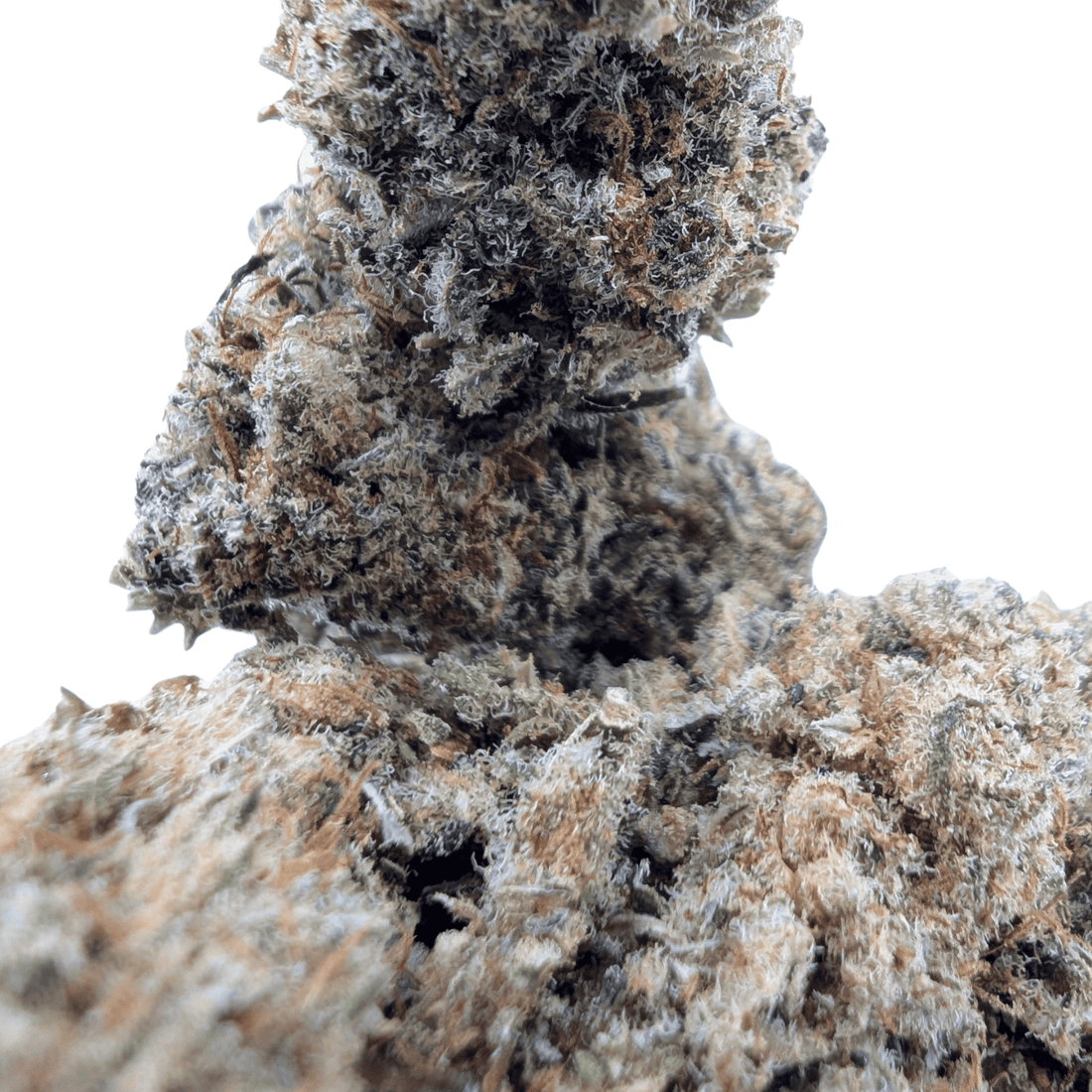 Fleur CBD Lemon Haze — gros plan des têtes