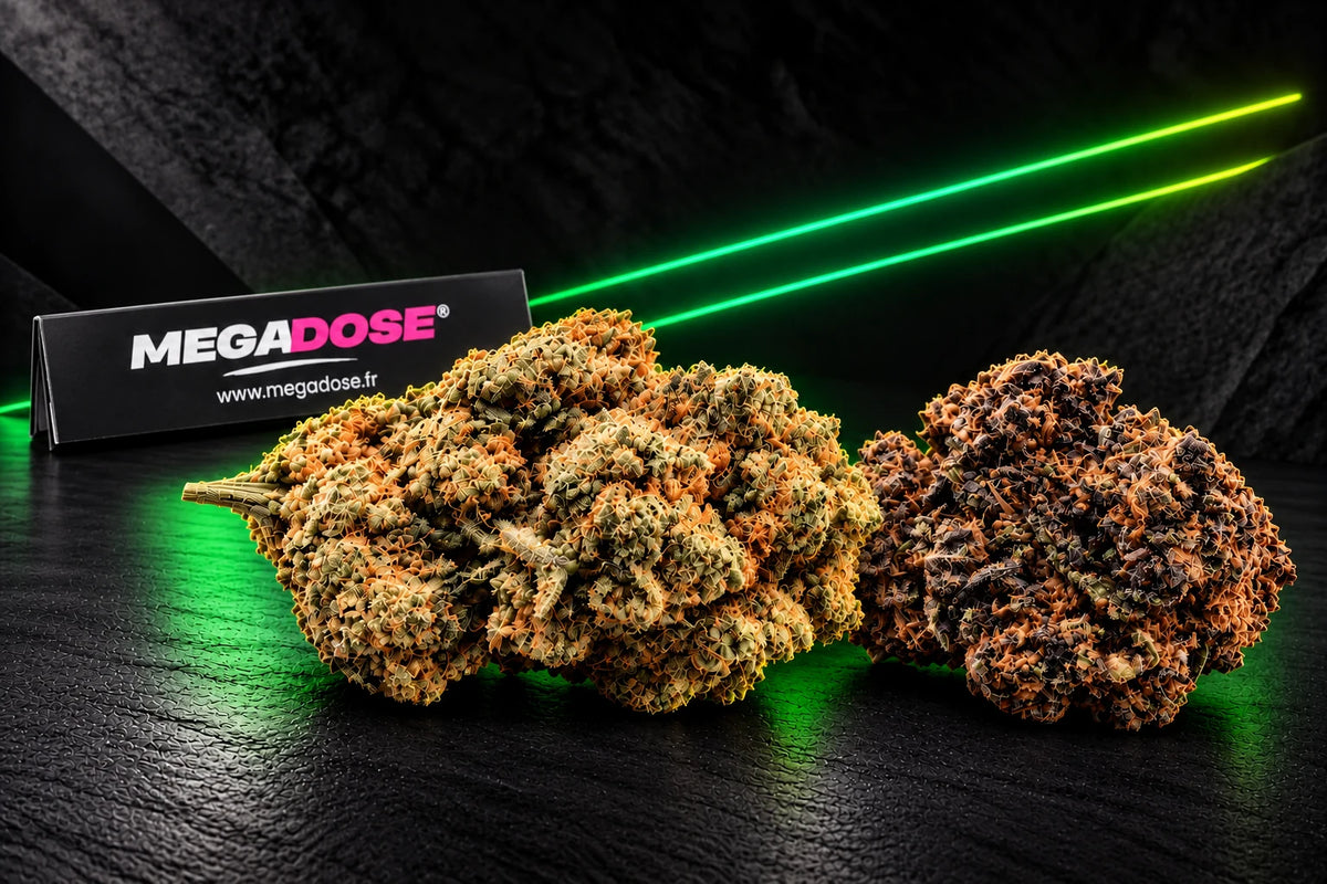 Duo de fleurs CBD Amnesia Haze et Jelly Saphir avec feuilles slim Megadose et deux lignes lumineuses vertes.