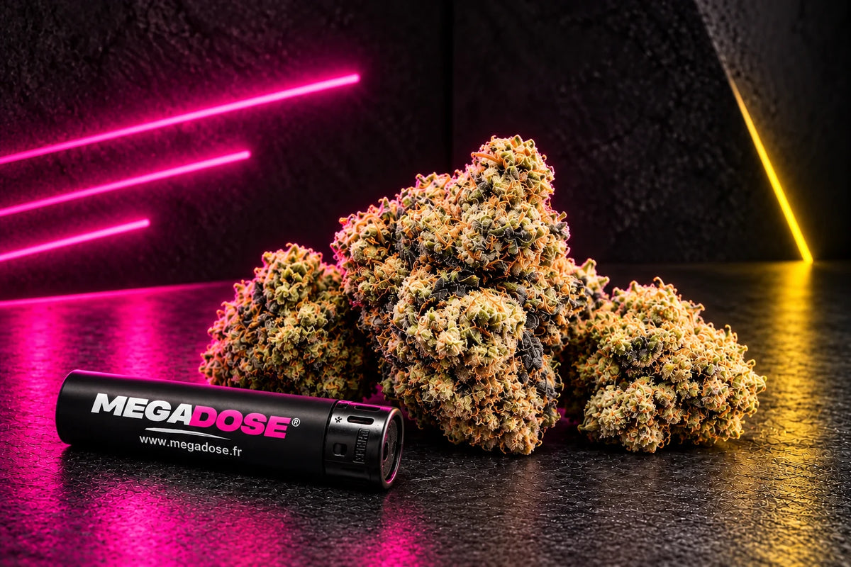 Buds V1+ NL-1 avec briquet Megadose et accents lumineux roses et jaunes.