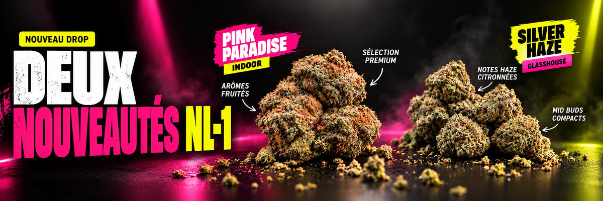 Nouveautés NL-1 Megadose : Pink Paradise Indoor et Silver Haze Glasshouse, deux fleurs présentées avec un éclairage rose et jaune sur fond noir.