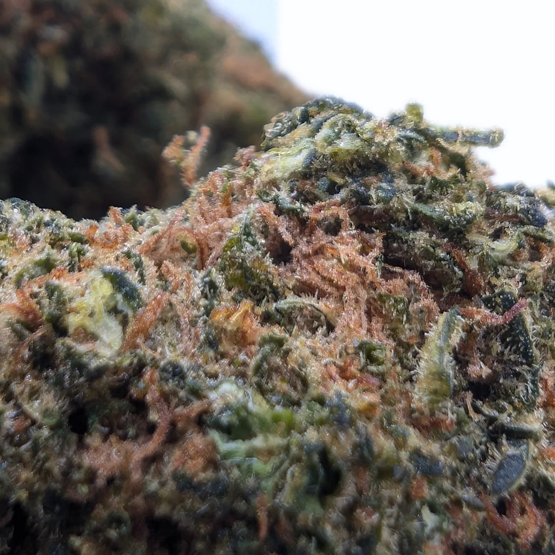 Gros plan de Pink Paradise NL-1 montrant les trichomes et les pistils rosés de la fleur.