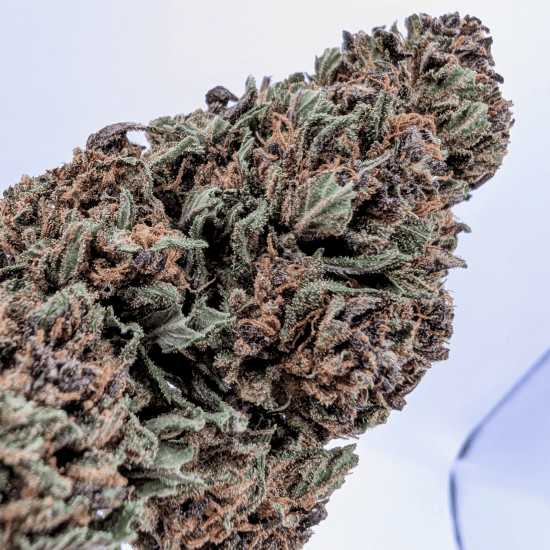 Fleur CBD Pink Berry 15% — Glasshouse