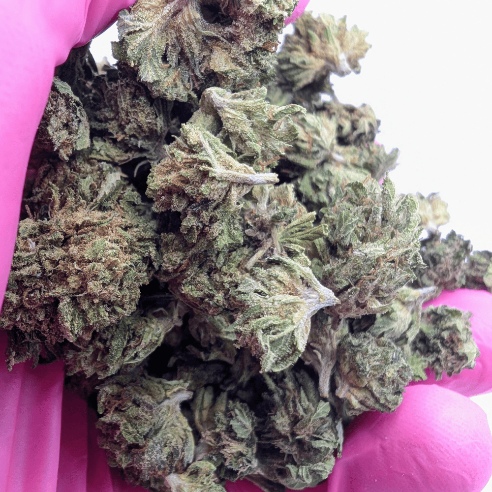 Royal OG small bud 16% CBD Glasshouse Suisse en gros plan tenue en main