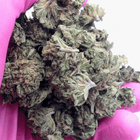 Royal OG small bud 16% CBD Glasshouse Suisse en gros plan tenue en main