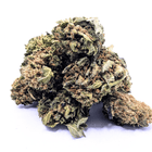 Têtes de Royal OG small bud 16% CBD Glasshouse Suisse sur fond clair