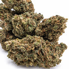 Gros plan des fleurs Silver Haze Mid Buds NL-1, montrant leurs trichomes, leurs nuances vert olive et leurs pistils orangés.