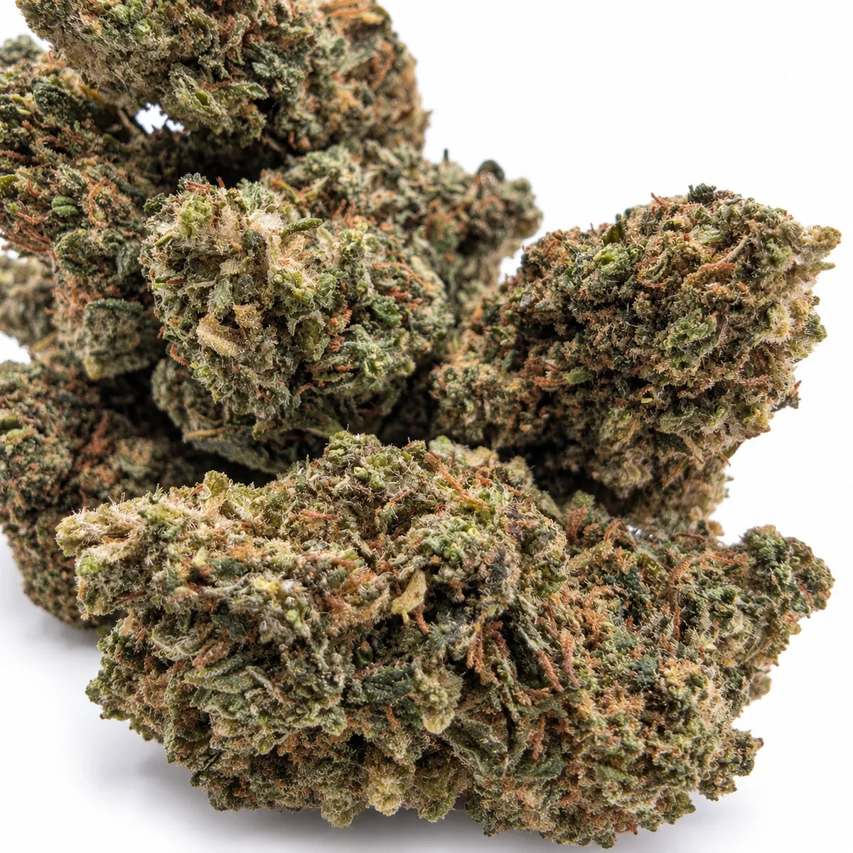 Gros plan des fleurs Silver Haze Mid Buds NL-1, montrant leurs trichomes, leurs nuances vert olive et leurs pistils orangés.