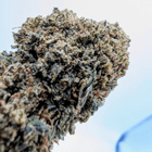 Fleur CBD White Shark 7% — Glasshouse