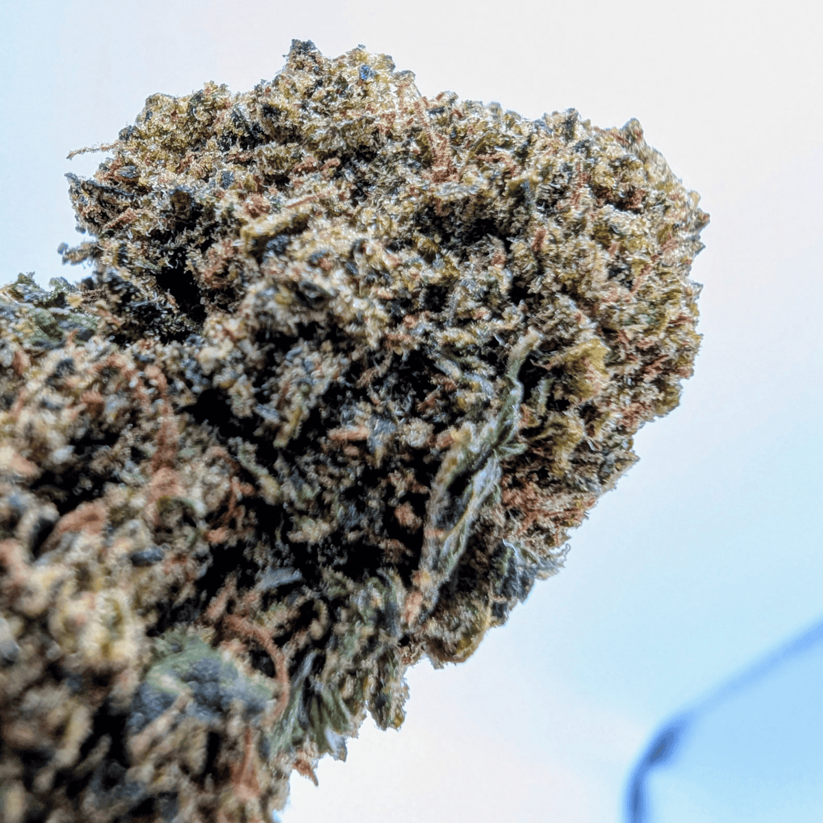 Fleur CBD White Shark 7% — Glasshouse